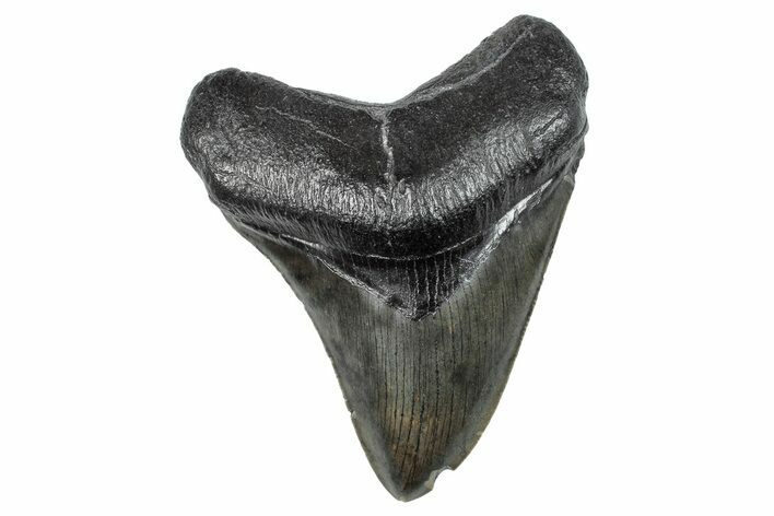 Serrated, Fossil Megalodon Tooth - South Carolina #286474